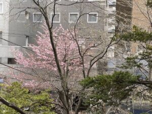 ジムの窓から見る桜（２分咲き）