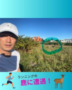 鹿に遭遇しました！