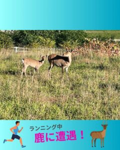 鹿に遭遇しました！