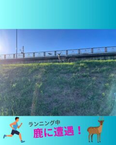 鹿に遭遇しました！