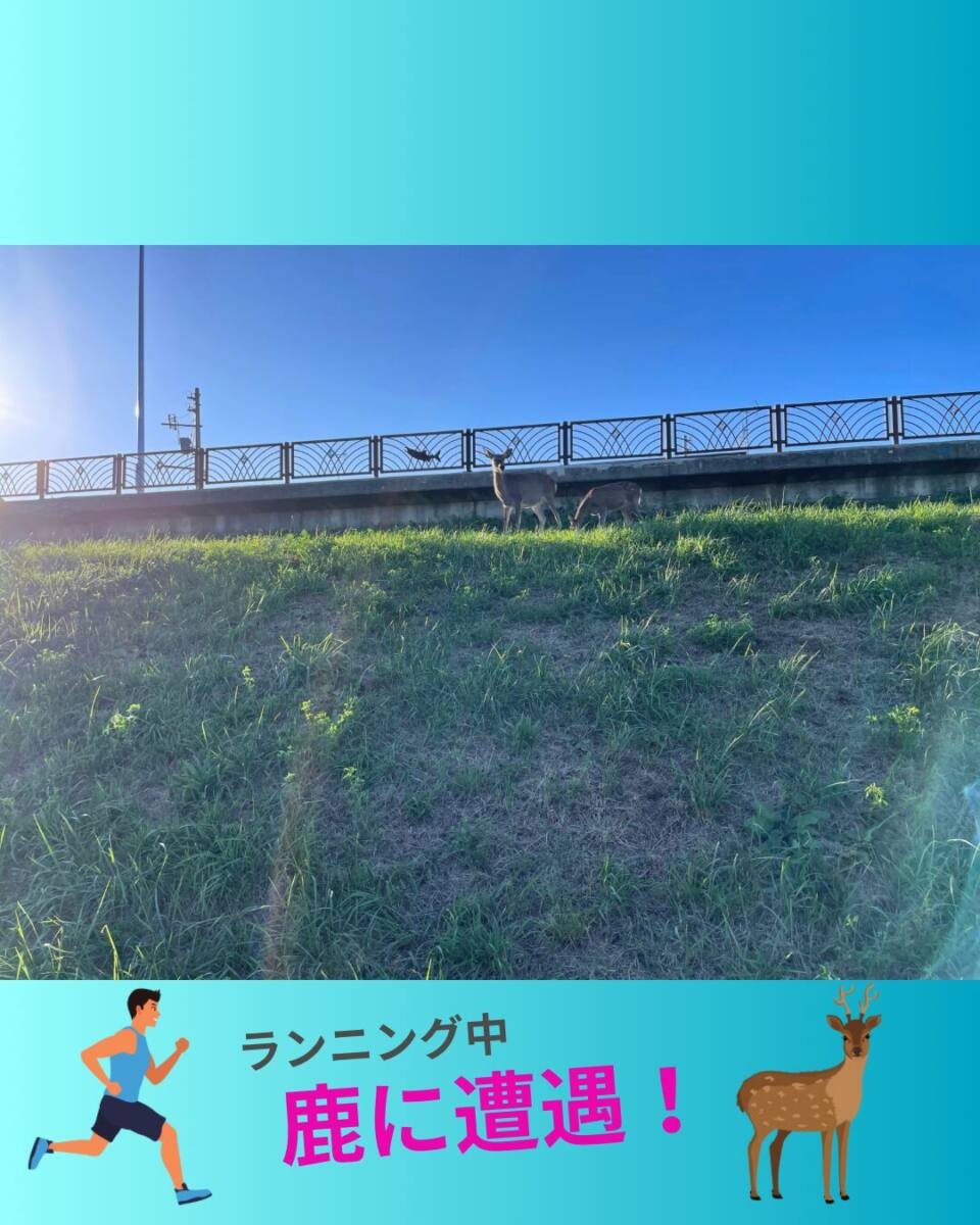 鹿に遭遇しました!